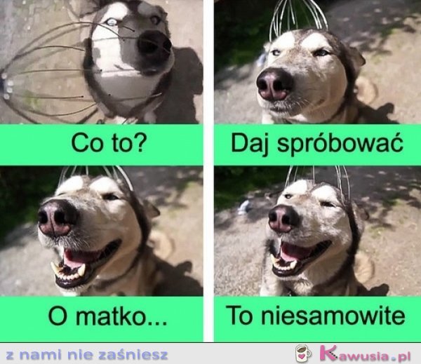 Reakcja mojego psa była niesamowita