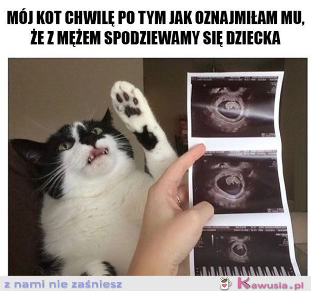 KOT SIĘ ZNIESMACZYŁ