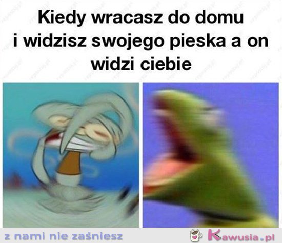 Kiedy wracasz do domu i widzisz pieska