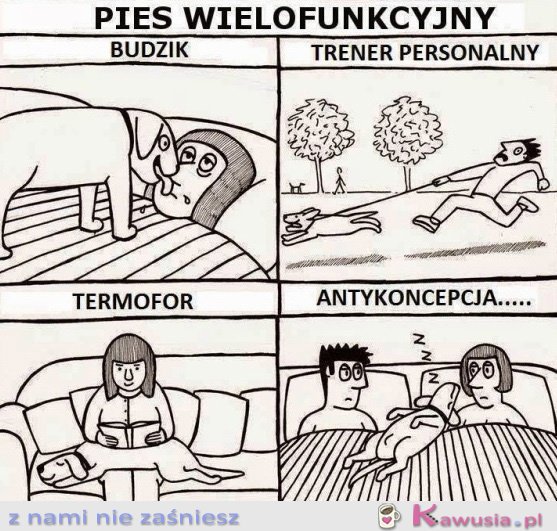 Pies wielofunkcyjny