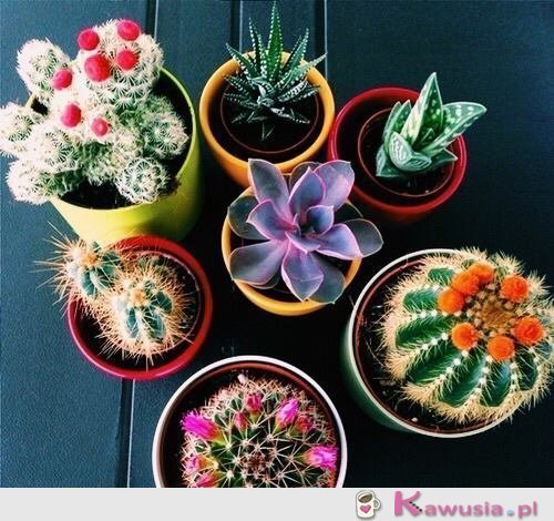Świetne kaktusy
