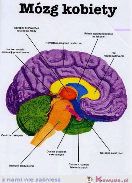 Mózg kobiety 