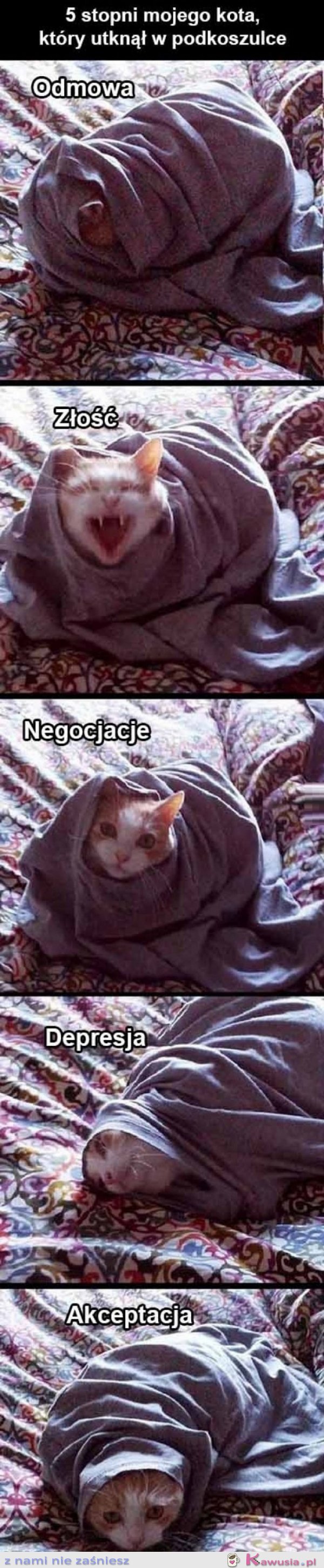 M&oacute;j kot zawsze negocjuje