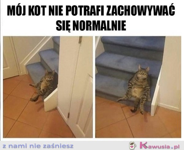 MÓJ KOT DZIWNIE SIĘ ZACHOWUJE