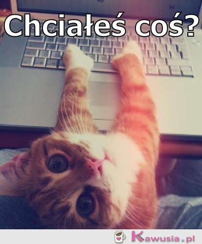 Chciałeś coś?