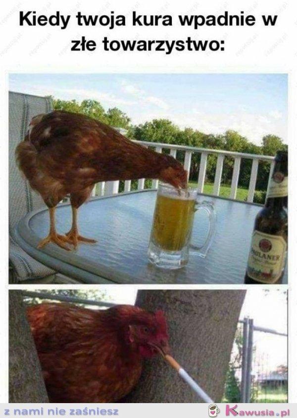 Kiedy twoja kura wpadnie z złe towarzystwo