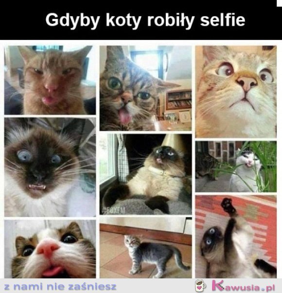 Gdyby koty robiły selfie