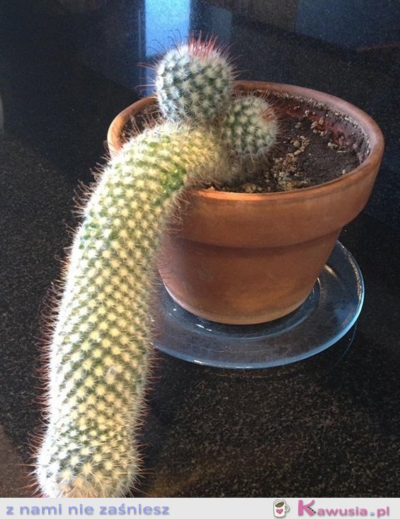 Trzeba było go podlewać