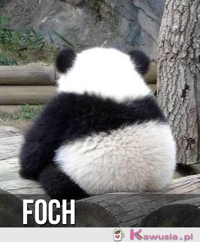 Foch 