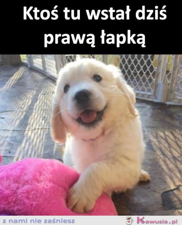UROCZY PORANEK