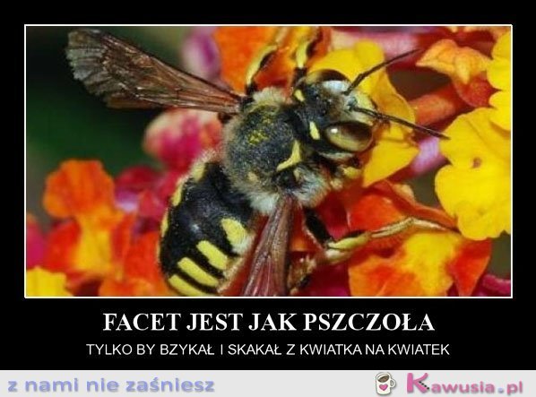 Facet jest jak pszczoła