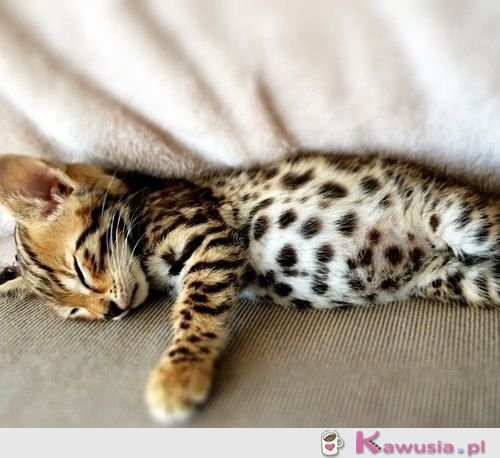 Słodki bengal