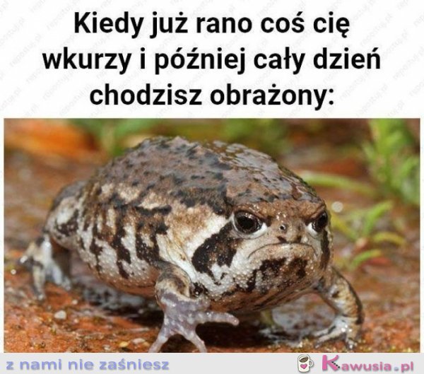 Kiedy już rano coś cię wkurzy