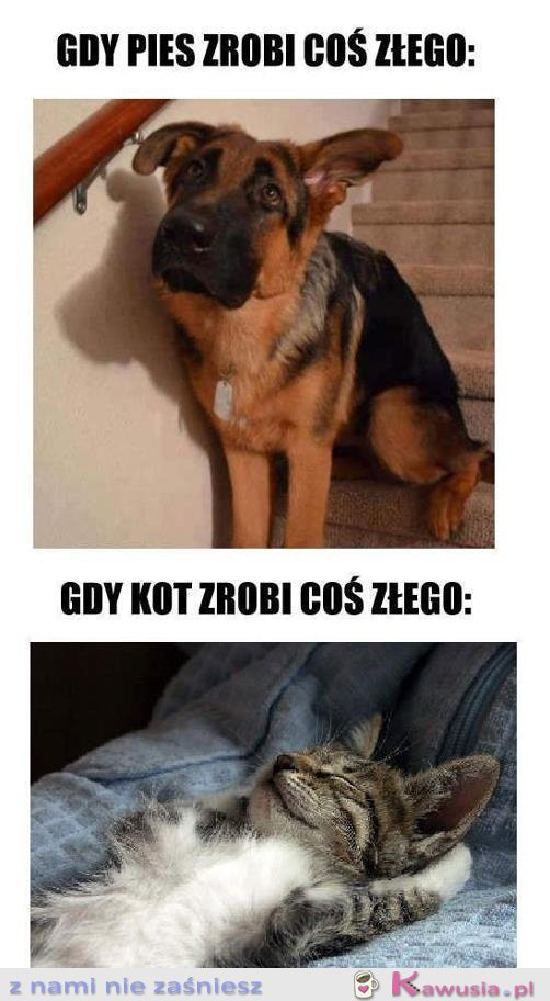 Gdy zwierzaki zrobią coś złego