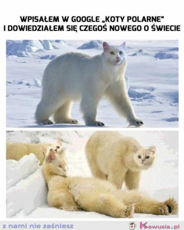 Hmmm internet wie lepiej