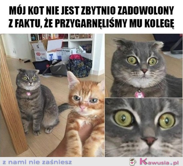 KOT JEST ZAZDROSNY