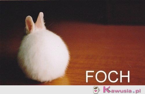 Foch   