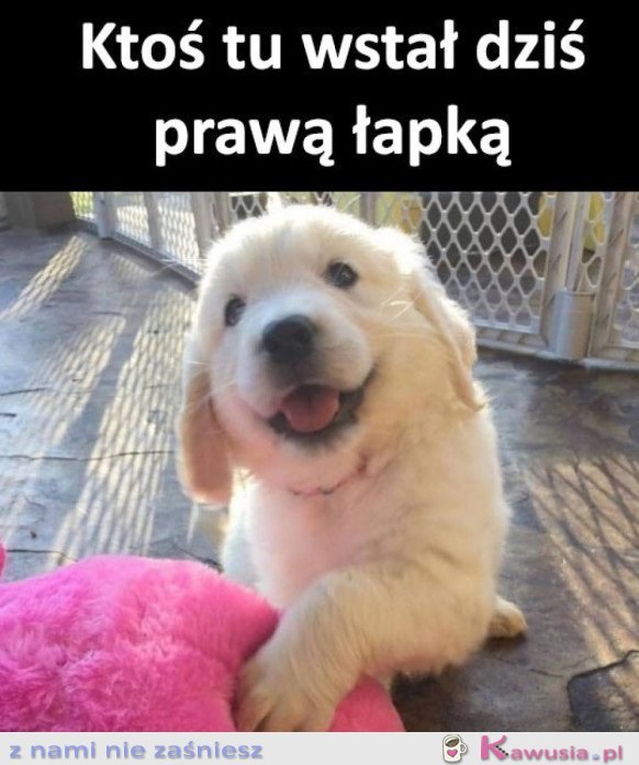 UROCZY PORANEK
