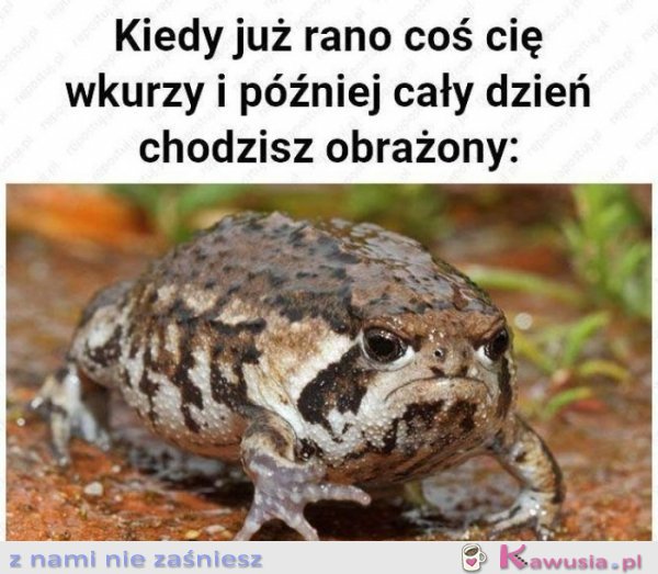 Kiedy już rano coś cię wkurzy