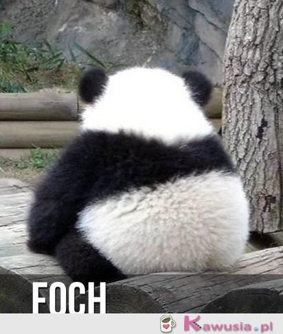 Foch   