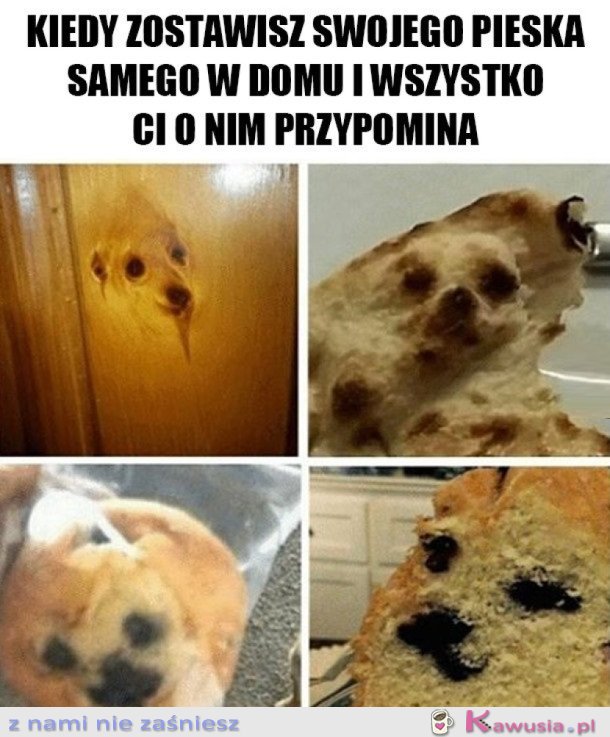 MÓJ PIESEK ZOSTAŁ SAM