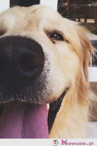 Słodki pies