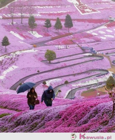 Cudowny widok Hillside, Hokkaido Japonia