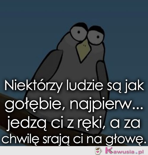 Ludzie są jak gołębie...