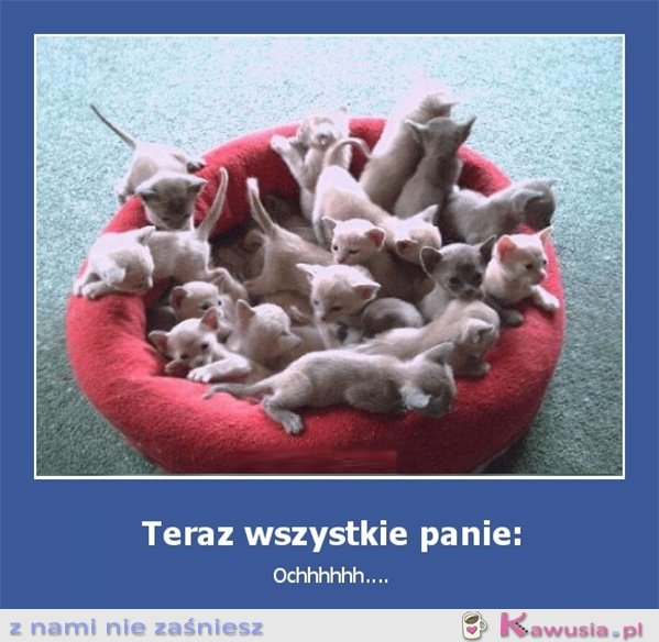 Teraz wszystkie panie