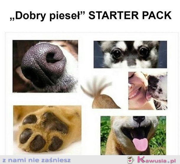 DOBRY PIESEK 