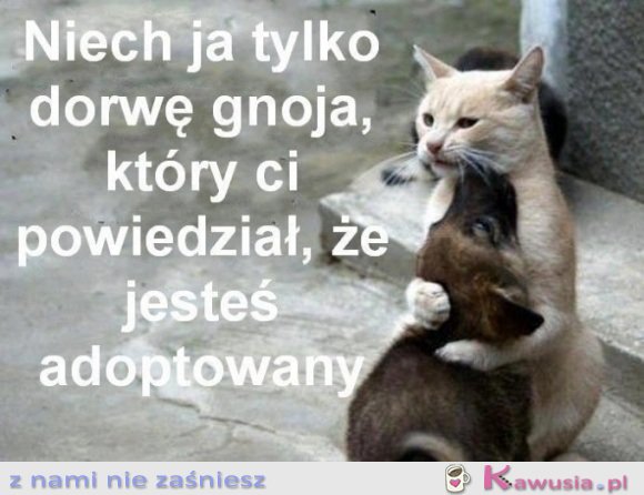 Niech ja tylko..